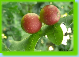 Cynips quercusfolii 